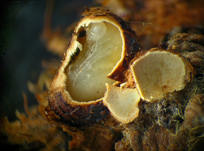 Cynips caputmedusae con parassitoide Ormyridae